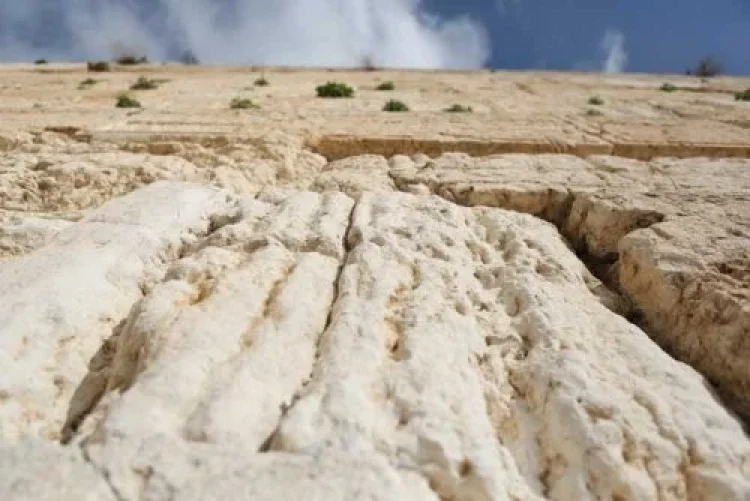 תהילים תהילים