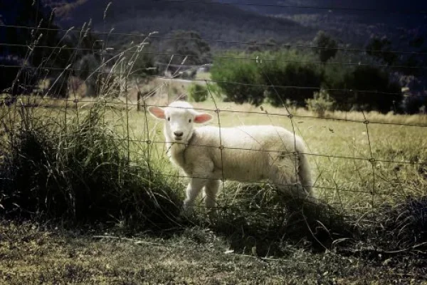 תהילים