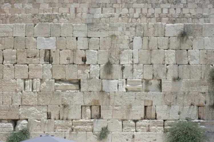 תהילים תהילים