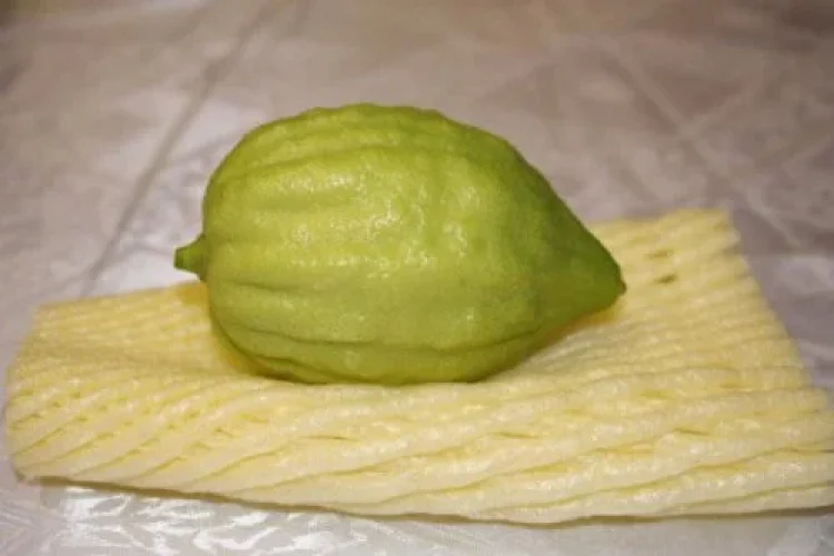 תהילים