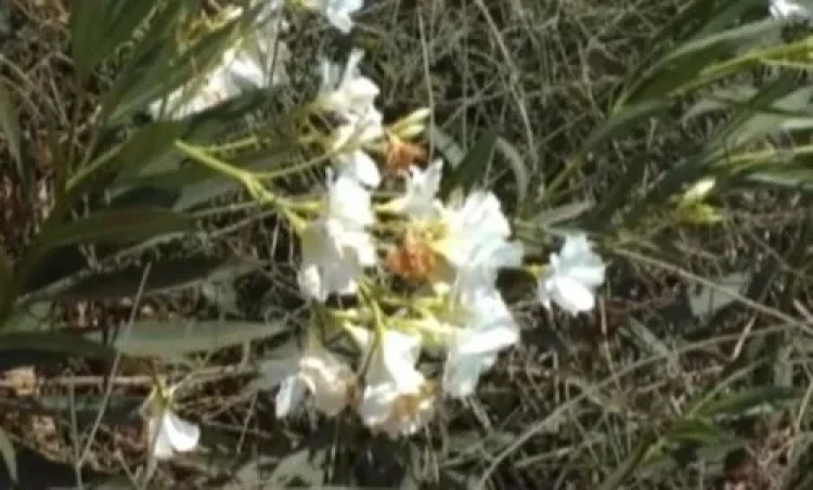 תהילים תהילים