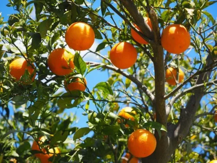 פרי מעשיך פרי מעשיך