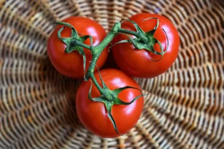 מידת העצלות מידת העצלות