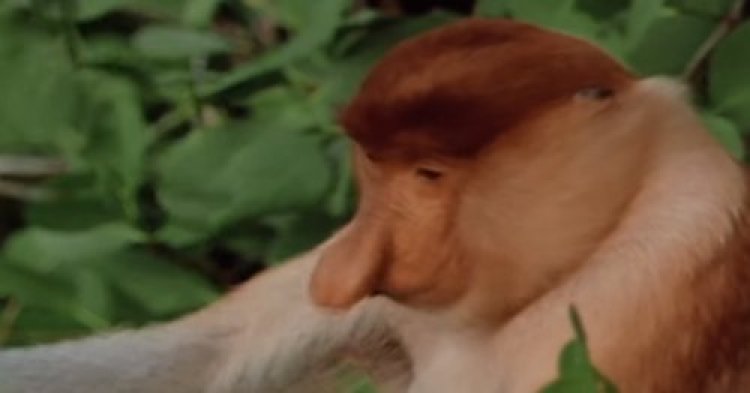 קופי הפרובוסקיס קופי הפרובוסקיס