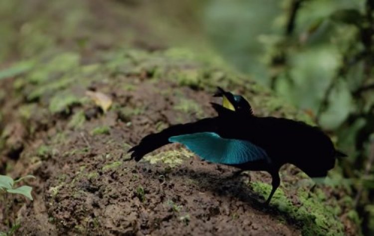 ציפור גן העדן ציפור גן העדן