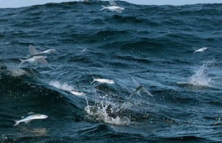 דג מעופף דג מעופף