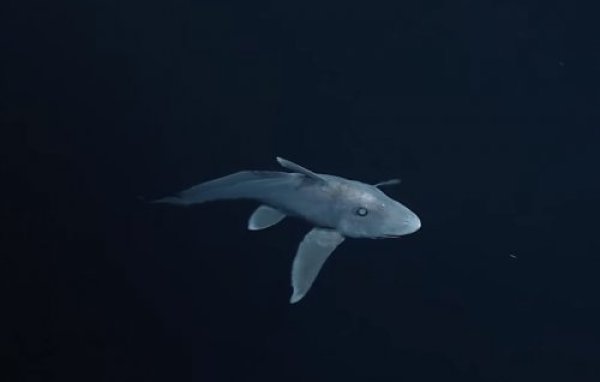 כריש רפאים