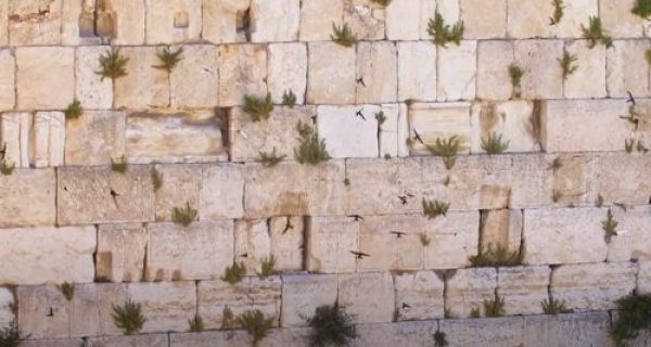 טבע בירושלים