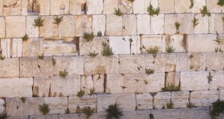 טבע בירושלים טבע בירושלים