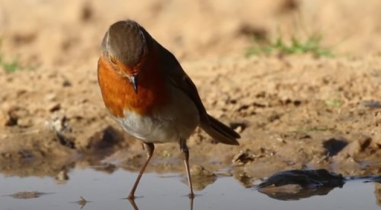 ציפורים ציפורים