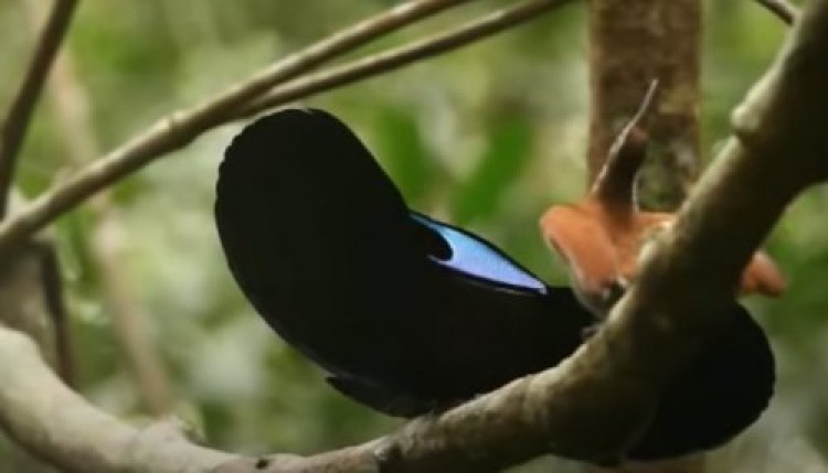 ריקוד הציפורים ריקוד הציפורים