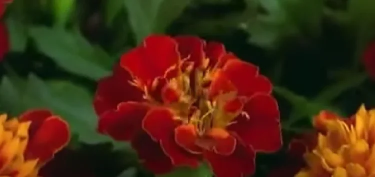 תְּפִלָּה לַחֲזָרָה בִּתְשׁוּבָה עַל חֲבֵרוֹ מֵהָאֲרִ