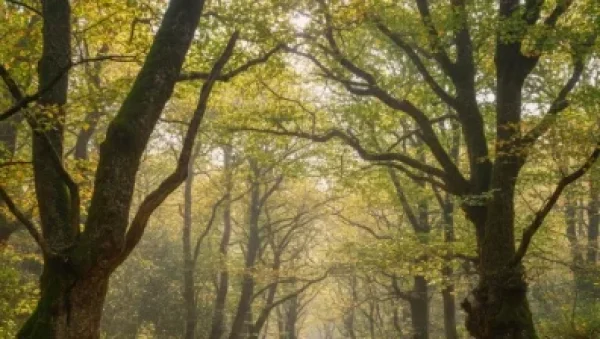 תפילה להינצל מתאוות בדרך של קדושה
