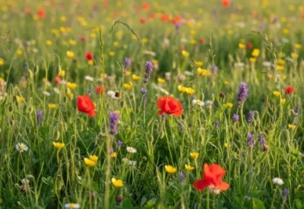 תפילה לאמירה ביום ז' באדר - יום הילולת משה רבנו
