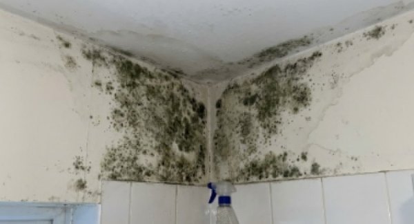 זו היתה הסיבה היחידה לעובש בבית של היהודי זו היתה הסיבה היחידה לעובש בבית של היהודי