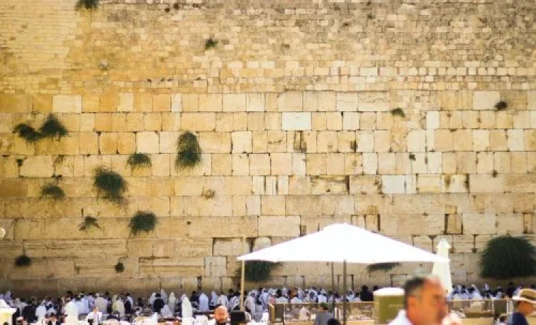 תהילים תהילים