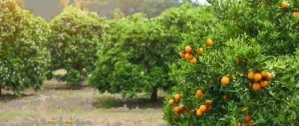 קדושת שביעית בשמיטה