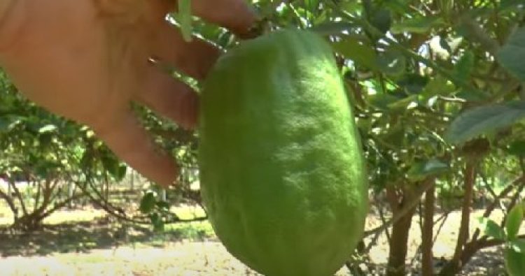 המקומיים משפשפים עיניים: אתרוגים בלב מדבר מרוקו? המקומיים משפשפים עיניים: אתרוגים בלב מדבר מרוקו?