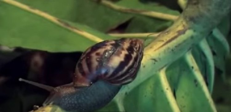 סגר בפלורידה ולא בגלל הקורונה: פלישת חלזונות ענק באזור סגר בפלורידה ולא בגלל הקורונה: פלישת חלזונות ענק באזור