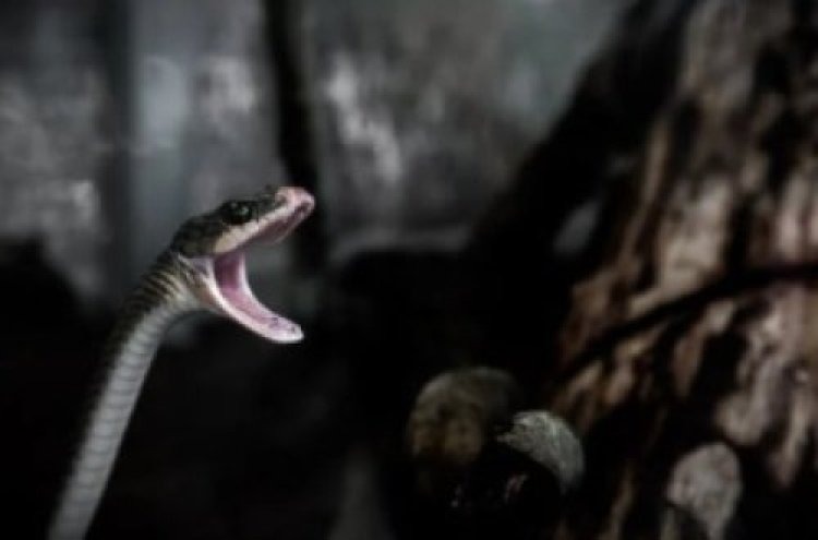 מפחיד! נחש ענק בחר להסתתר במקום הלא נכון וחיי האנשים ניצלו מפחיד! נחש ענק בחר להסתתר במקום הלא נכון וחיי האנשים ניצלו