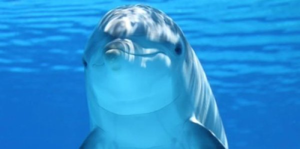 נדיר: תועד היום דולפין בחופי הרצליה