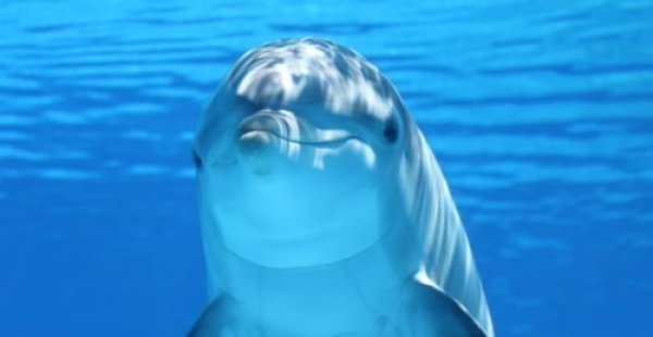 משעשע: הקרקס של הדולפינים