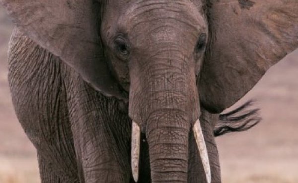 מבצע פיל: נמצאה שן פיל נדירה ביותר באזור גדרה