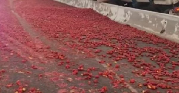 זורקים עגבניות: כביש מהיר בקליפורניה כוסה בעשרות אלפי עגבניות