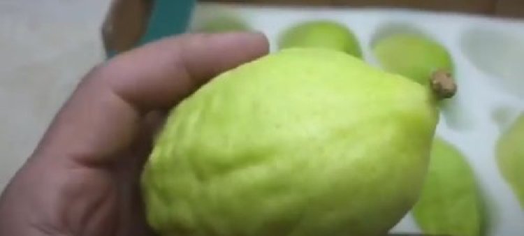 מלחיץ: מחסור באתרוגים מרוקאיים לקראת חג סוכות מלחיץ: מחסור באתרוגים מרוקאיים לקראת חג סוכות