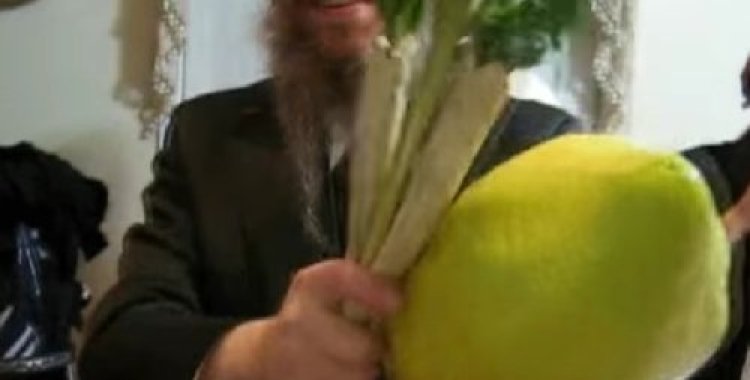 מטורף: האתרוג הכי גדול שתראו! מטורף: האתרוג הכי גדול שתראו!