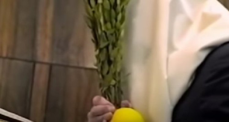 מה לעשות עם ארבעת המינים? סגולות מדהימות לשמירה והגנה מה לעשות עם ארבעת המינים? סגולות מדהימות לשמירה והגנה