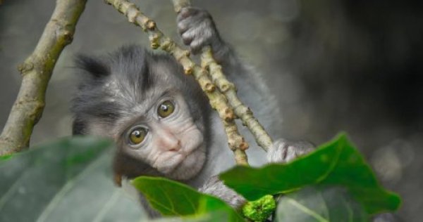 הזוי: קופים שקיבלו לבעלותם 129 דונם והפכו לעשירים!