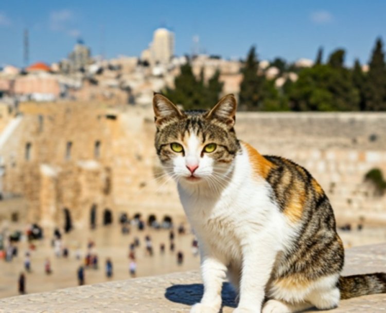 מפחיד: האם החתול שהגיע להתפלל בכותל הוא גלגול נשמות? מפחיד: האם החתול שהגיע להתפלל בכותל הוא גלגול נשמות?