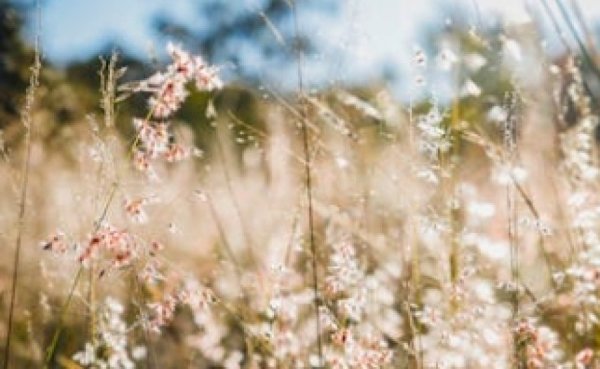 כך מתקן יעקב אבינו את טעותו של אדם הראשון