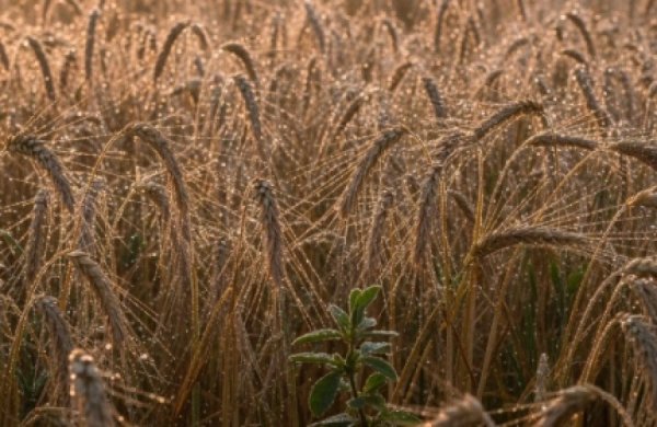 תפילה לזכות בחג השבועות לטהרה שתימשך לאורך כל השנה תפילה לזכות בחג השבועות לטהרה שתימשך לאורך כל השנה