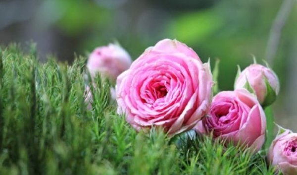 פנינים לפרשת כי תשא