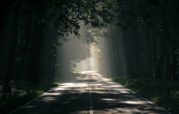 פנינים לפרשת ויקרא