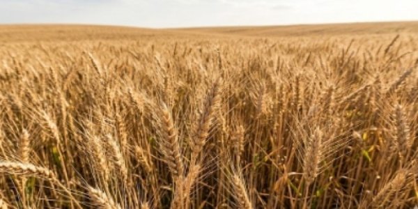 למה צריך לחלק לפני חג הפסח מעות חיטים?